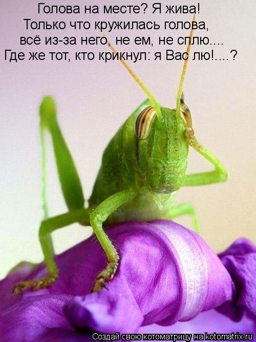 Котоматрица: Голова на месте? Я жива! Только что кружилась голова, всё из-за него, не ем, не сплю.... Где же тот, кто крикнул: я Вас лю!....?