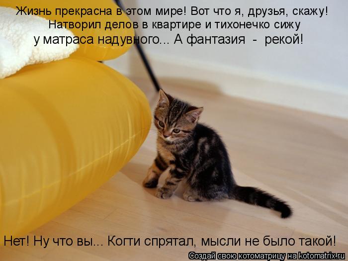 Котоматрица: Натворил делов в квартире и тихонечко сижу Нет! Ну что вы….. Когти спрятал, мысли не было такой!   Жизнь прекрасна в этом мире! Вот что я, друзь