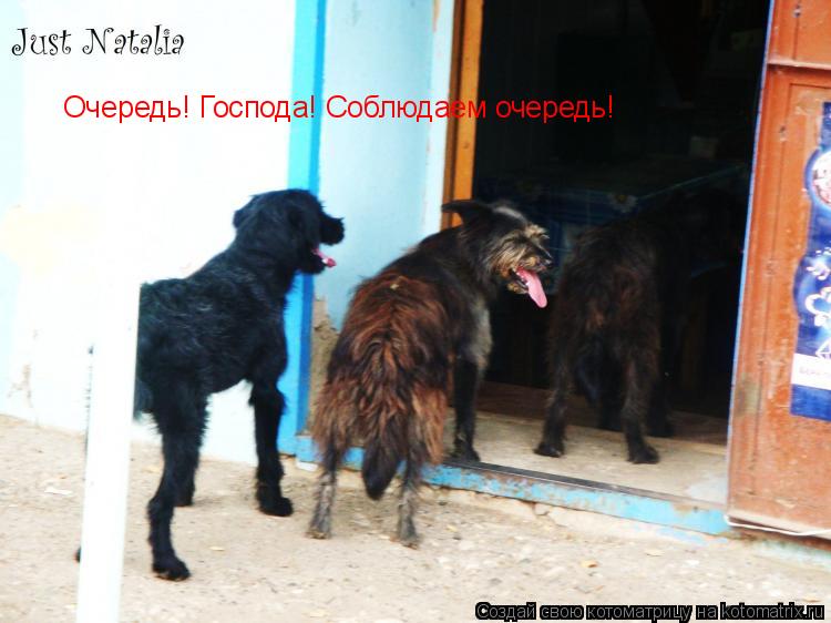 Очередь! Господа! Соблюдаем очередь!... Котоматрица: Очередь! Господа! Соблюдаем очередь!