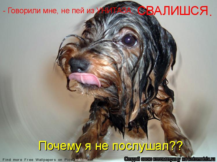 - Говорили мне, не пей из УНИТАЗА, СВАЛИШСЯ . Почему я не послушал? ?... Котоматрица: - Говорили мне, не пей из УНИТАЗА, СВАЛИШСЯ . Почему я не послушал? ?