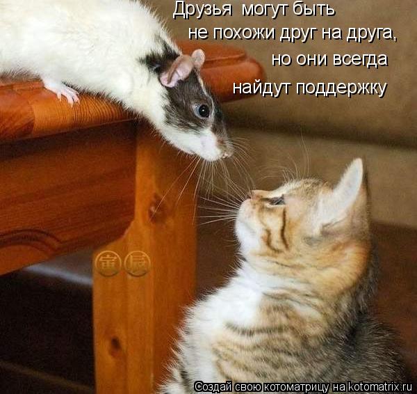 Друзья могут быть не похожи друг на друга, но они всегда найдут поддержку... Котоматрица: Друзья могут быть не похожи друг на друга, но они всегда найдут поддержку