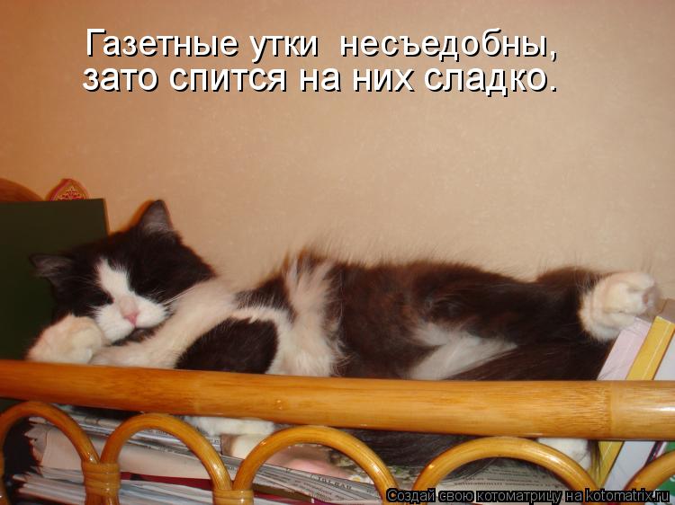 Газетные утки несъедобны, зато спится на них сладко.... Котоматрица: Газетные утки несъедобны, зато спится на них сладко.