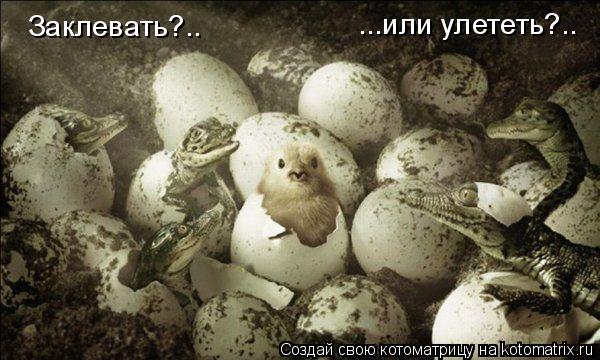 Котоматрица: Заклевать?..           ...или улететь?..
