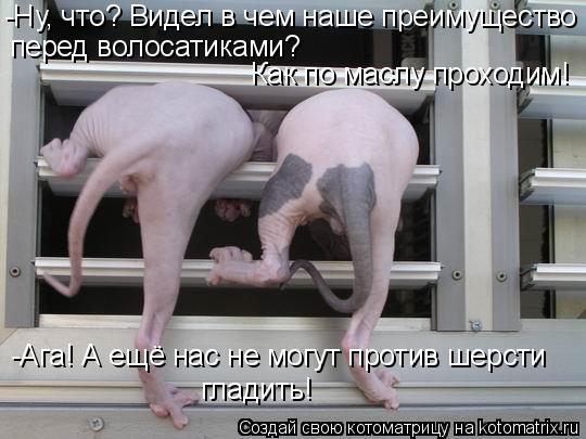 -Ага! А ещё нас не могут против шерсти гладить! -Ну, что? Видел в чем наше преимущество перед волоса... Котоматрица: -Ага! А ещё нас не могут против шерсти гладить! -Ну, что? Видел в чем наше преимущество перед волосатиками? Как по маслу проходим!