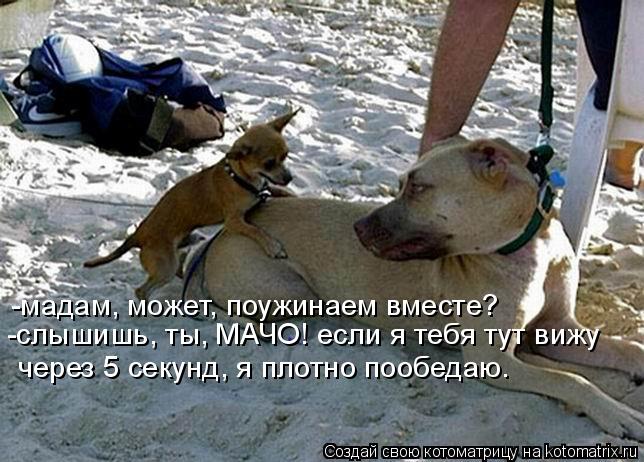 -мадам, может, поужинаем вместе? -мадам, может, поужинаем вместе? -слышишь, ты, МАЧО! если я тебя тут... Котоматрица: -мадам, может, поужинаем вместе? -мадам, может, поужинаем вместе? -слышишь, ты, МАЧО! если я тебя тут вижу через 5 секунд, я плотно пообедаю.