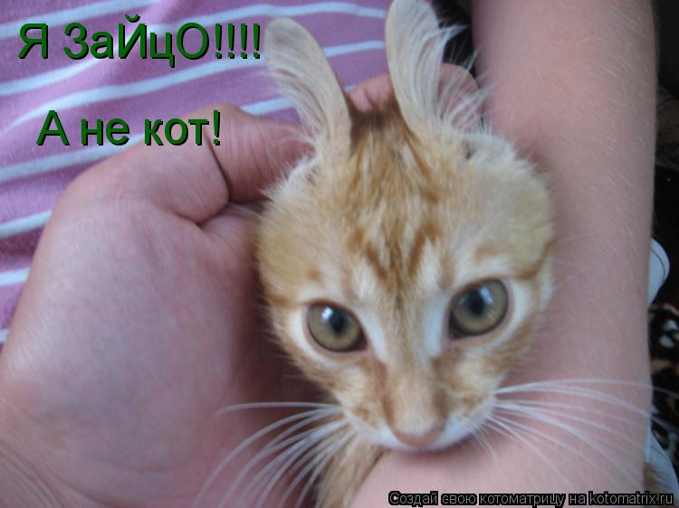 Я ЗаЙцО!!!! А не кот!... Котоматрица: Я ЗаЙцО!!!! А не кот!