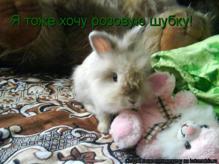 Я тоже хочу розовую шубку!... Котоматрица: Я тоже хочу розовую шубку!