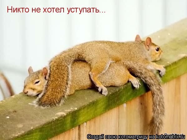 Никто не хотел уступать...... Котоматрица: Никто не хотел уступать...