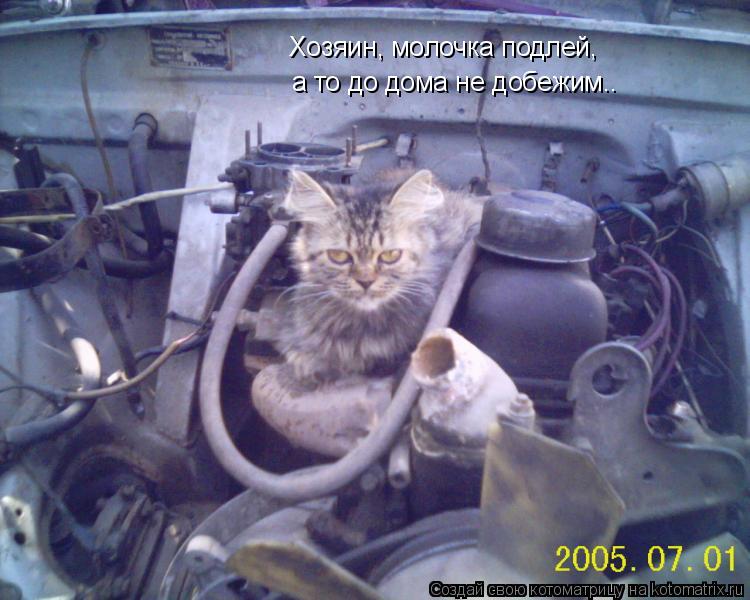 Хозяин, молочка подлей, а то до дома не добежим..... Котоматрица: Хозяин, молочка подлей, а то до дома не добежим..