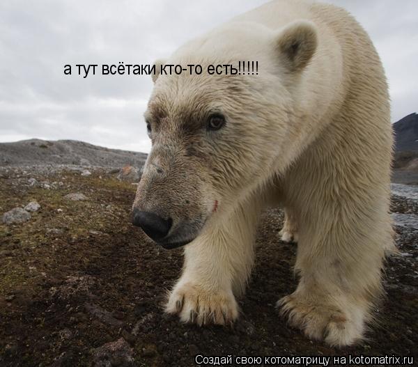 а тут всётаки кто-то есть!!!!!... Котоматрица: а тут всётаки кто-то есть!!!!!