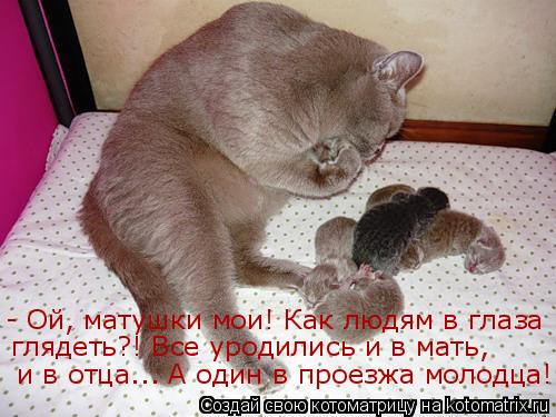 - Ой, матушки мои! Как людям в глаза и в отца... А один в проезжа молодца! глядеть?! Все уродились и... Котоматрица: - Ой, матушки мои! Как людям в глаза и в отца... А один в проезжа молодца! глядеть?! Все уродились и в мать,