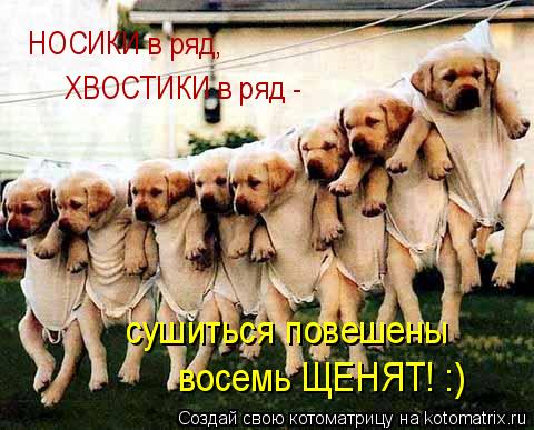 НОСИКИ в ряд, ХВОСТИКИ в ряд - сушиться повешены восемь ЩЕНЯТ! :)... Котоматрица: НОСИКИ в ряд, ХВОСТИКИ в ряд - сушиться повешены восемь ЩЕНЯТ! :)