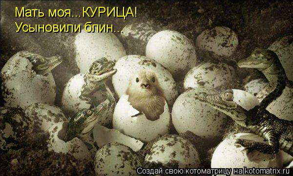 Мать моя...КУРИЦА! Усыновили блин...... Котоматрица: Мать моя...КУРИЦА! Усыновили блин...
