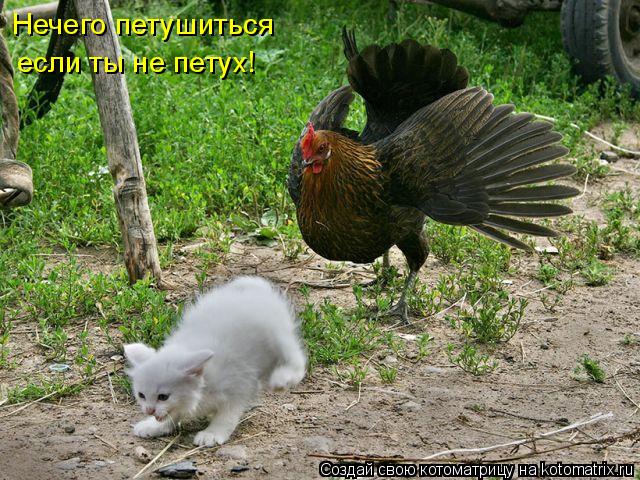 Нечего петушиться если ты не петух!... Котоматрица: Нечего петушиться если ты не петух!
