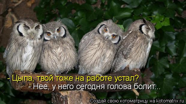 - Цыпа, твой тоже на работе устал? - Нее, у него сегодня голова болит...... Котоматрица: - Цыпа, твой тоже на работе устал? - Нее, у него сегодня голова болит...