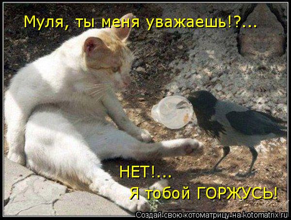 Муля, ты меня уважаешь!?... НЕТ!... Я тобой ГОРЖУСЬ!... Котоматрица: Муля, ты меня уважаешь!?... НЕТ!... Я тобой ГОРЖУСЬ!