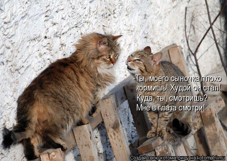 -Ты, моего сыночка плохо кормишь! Худой он стал! Куда, ты, смотришь? Мне в глаза смотри!... Котоматрица: -Ты, моего сыночка плохо кормишь! Худой он стал! Куда, ты, смотришь? Мне в глаза смотри!