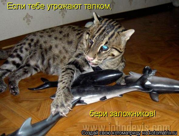 Если тебе угрожают тапком, бери заложников!... Котоматрица: Если тебе угрожают тапком, бери заложников!