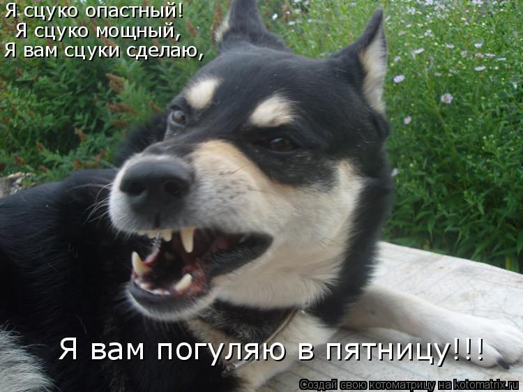 Я сцуко опастный! Я сцуко мощный, Я вам сцуки сделаю, Я вам погуляю в пятницу!!!... Котоматрица: Я сцуко опастный! Я сцуко мощный, Я вам сцуки сделаю, Я вам погуляю в пятницу!!!