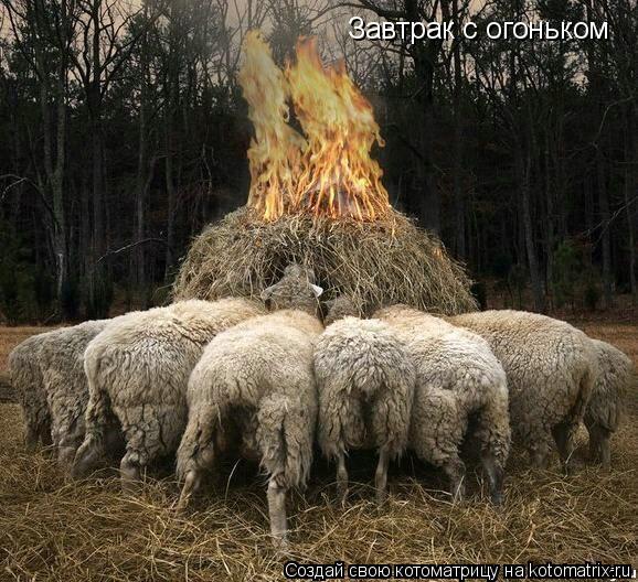 Завтрак с огоньком... Котоматрица: Завтрак с огоньком