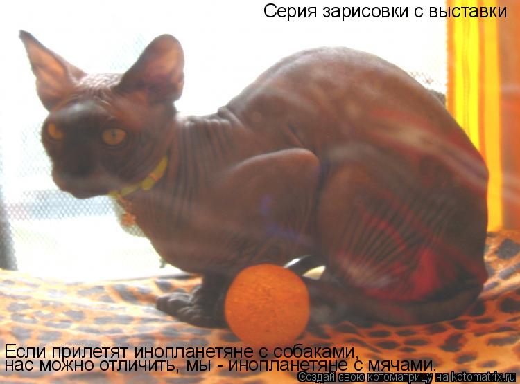 Серия зарисовки с выставки Если прилетят инопланетяне с собаками, нас можно отличить, мы - инопланетя... Котоматрица: Серия зарисовки с выставки Если прилетят инопланетяне с собаками, нас можно отличить, мы - инопланетяне с мячами.