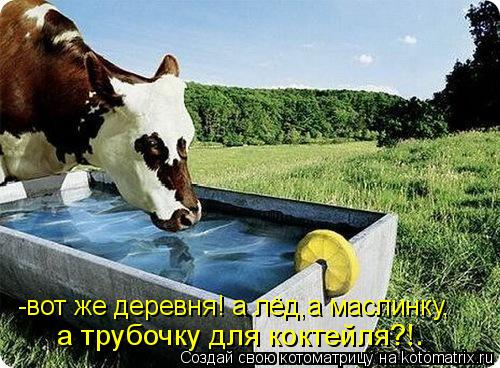 -вот же деревня! а лёд,а маслинку, а трубочку для коктейля?!.... Котоматрица: -вот же деревня! а лёд,а маслинку, а трубочку для коктейля?!.