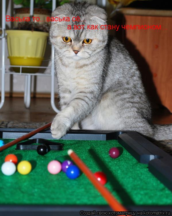 Васька то...васька сё... а вот как стану чемпионом...... Котоматрица: Васька то...васька сё... а вот как стану чемпионом...