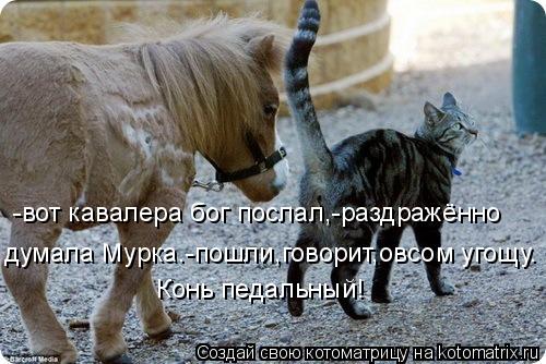 Котоматрица: -вот кавалера бог послал,-раздражённо  думала Мурка.-пошли-говорит,- овсом угощу. думала Мурка.-пошли-говорит,- овсом угощу. думала Мурка.-пошл