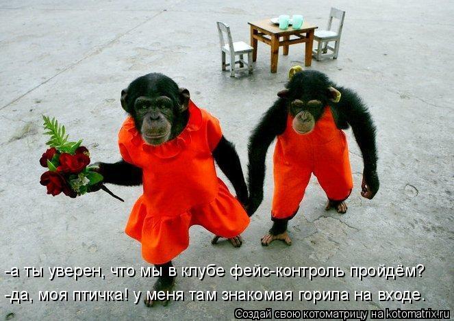 Котоматрица: -а ты уверен, что мы в клубе фейс-контроль пройдём? -да, моя птичка! у меня там знакомая горила на входе.