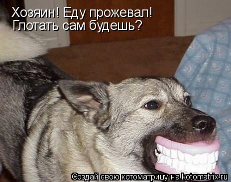 Хозяин! Еду прожевал! Глотать сам будешь?... Котоматрица: Хозяин! Еду прожевал! Глотать сам будешь?