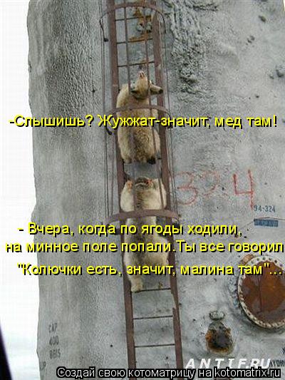 -Слышишь? Жужжат-значит, мед там! - Вчера, когда по ягоды ходили, на минное поле попали.Ты все говор... Котоматрица: -Слышишь? Жужжат-значит, мед там! - Вчера, когда по ягоды ходили, на минное поле попали.Ты все говорил: "Колючки есть, значит, малина там"...