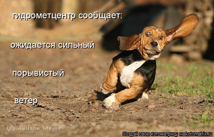 гидрометцентр сообщает: ожидается сильный порывистый ветер... Котоматрица: гидрометцентр сообщает: ожидается сильный порывистый ветер