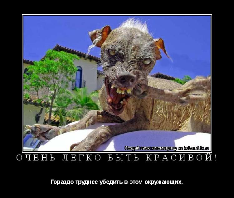 Очень легко быть красивой! Гораздо труднее убедить в этом окружающих.... Котоматрица: Очень легко быть красивой! Гораздо труднее убедить в этом окружающих.