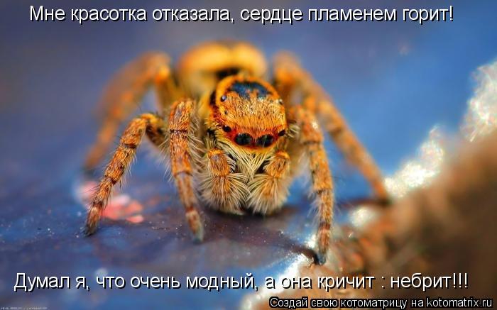 Котоматрица: Мне красотка отказала, сердце пламенем горит!  Думал я, что очень модный, а она кричит : небрит!!!