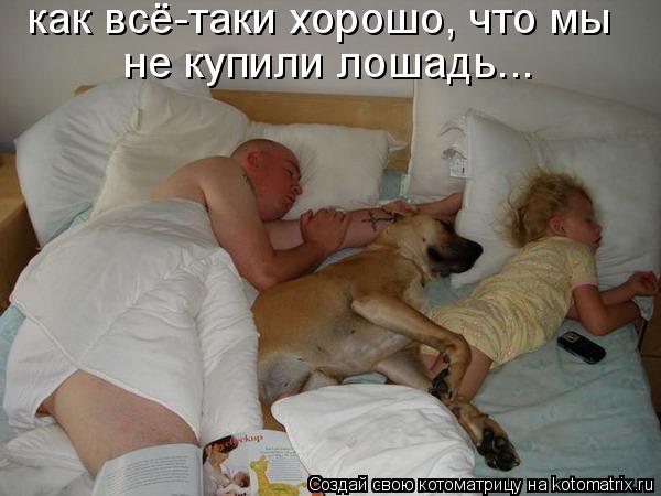 как всё-таки хорошо, что мы не купили лошадь...... Котоматрица: как всё-таки хорошо, что мы не купили лошадь...