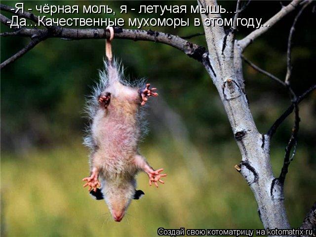 -Я - чёрная моль, я - летучая мышь... -Да...Качественные мухоморы в этом году...... Котоматрица: -Я - чёрная моль, я - летучая мышь... -Да...Качественные мухоморы в этом году...