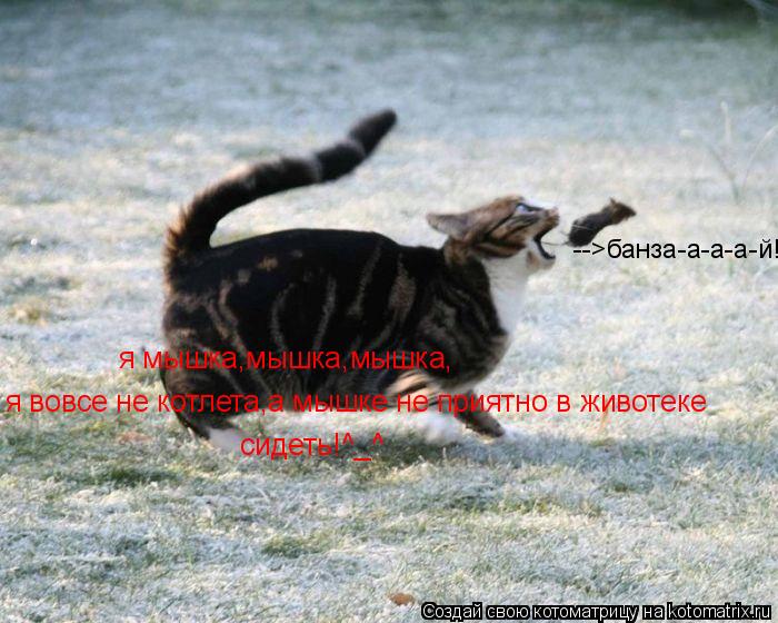 я мышка,мышка,мышка, я вовсе не котлета,а мышке не приятно в животеке сидеть!^_^ -->банза-а-а-а-й!... Котоматрица: я мышка,мышка,мышка, я вовсе не котлета,а мышке не приятно в животеке сидеть!^_^ -->банза-а-а-а-й!