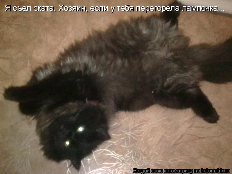 Я съел ската. Хозяин, если у тебя перегорела лампочка...... Котоматрица: Я съел ската. Хозяин, если у тебя перегорела лампочка...