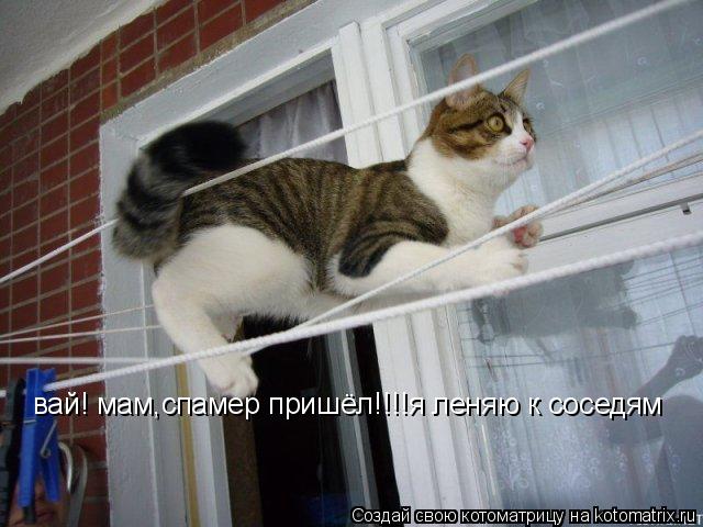 вай! мам,спамер пришёл!!!!я леняю к соседям... Котоматрица: вай! мам,спамер пришёл!!!!я леняю к соседям