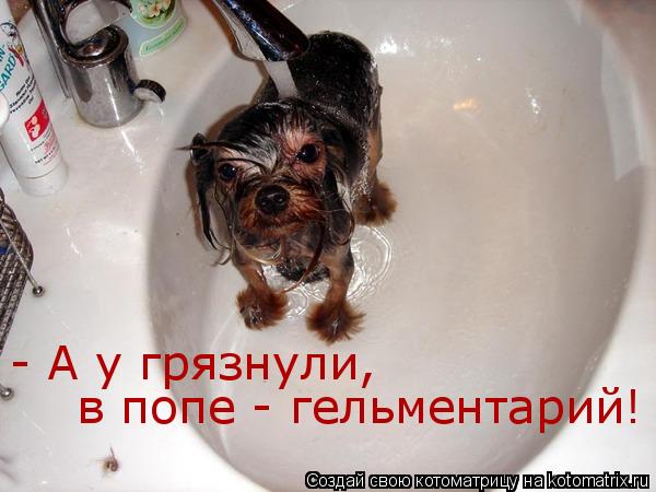 - А у грязнули, в попе - гельментарий!... Котоматрица: - А у грязнули, в попе - гельментарий!