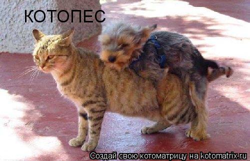 КОТОПЕС... Котоматрица: КОТОПЕС