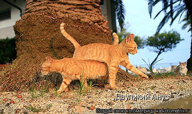 Двуликий Анус... Котоматрица: Двуликий Анус