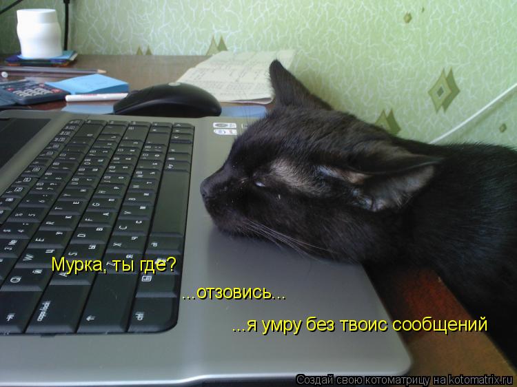 Мурка, ты где? ...отзовись... ...я умру без твоис сообщений... Котоматрица: Мурка, ты где? ...отзовись... ...я умру без твоис сообщений
