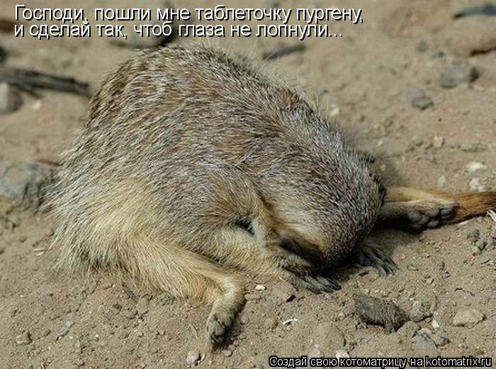Господи, пошли мне таблеточку пургену, и сделай так, чтоб глаза не лопнули...... Котоматрица: Господи, пошли мне таблеточку пургену, и сделай так, чтоб глаза не лопнули...