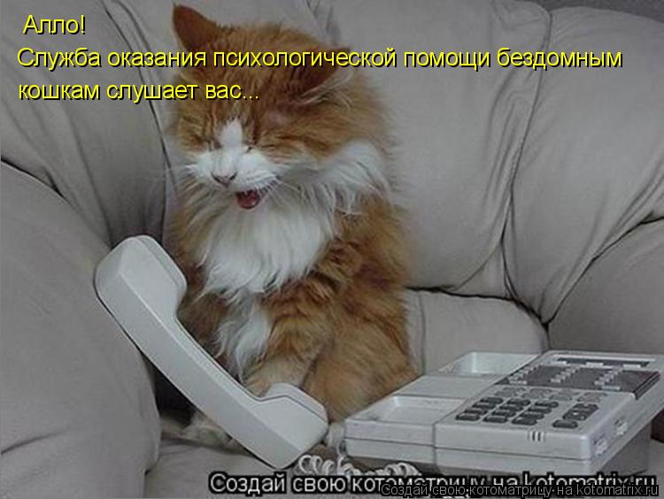 Алло! Служба оказания психологической помощи бездомным кошкам слушает вас...... Котоматрица: Алло! Служба оказания психологической помощи бездомным кошкам слушает вас...