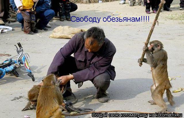 Свободу обезьянам!!!!... Котоматрица: Свободу обезьянам!!!!