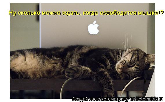 Котоматрица: Ну сколько можно ждать, когда освободится мышка!?