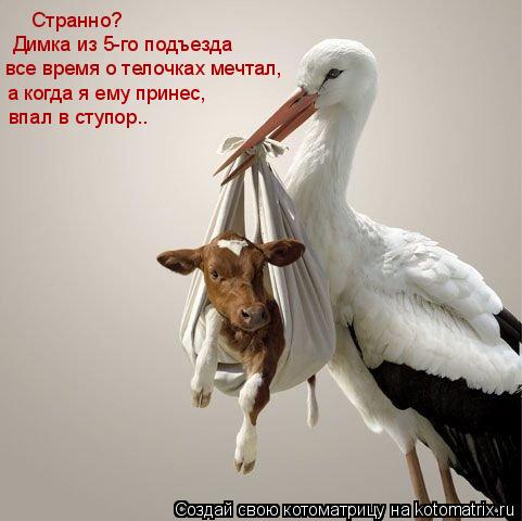 Странно? Димка из 5-го подъезда все время о телочках мечтал, а когда я ему принес, впал в ступор..... Котоматрица: Странно? Димка из 5-го подъезда все время о телочках мечтал, а когда я ему принес, впал в ступор..