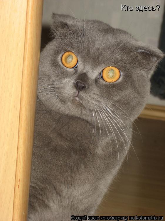 Кто здесь?... Котоматрица: Кто здесь?
