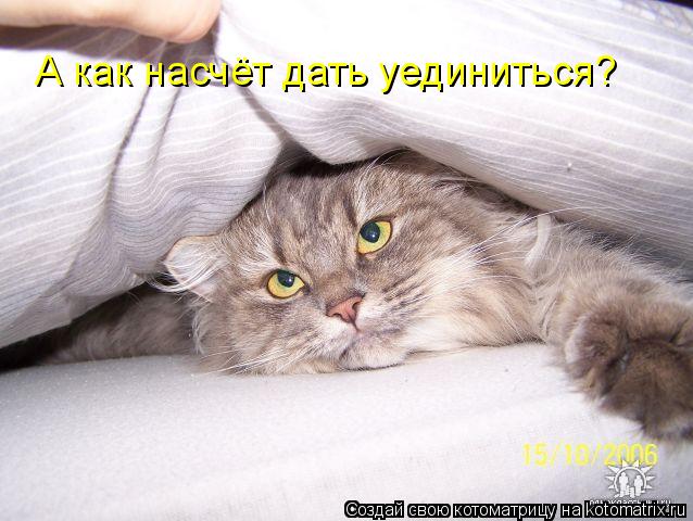 А как насчёт дать уединиться?... Котоматрица: А как насчёт дать уединиться?